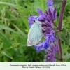 polyommatus coelestinus  male armenia sevan2